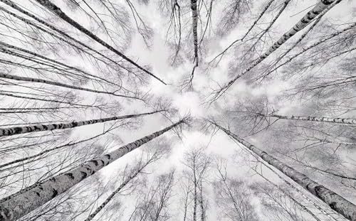 Komar Vlies Fototapete WEISS-BLAU | Tapete, XXL, Dekoration, Natur, Landschaft, Schlafzimmer, Wohnzimmer, Büro, Flur | Größe 450 x 280 cm (Breite x Höhe) | SHX9-093