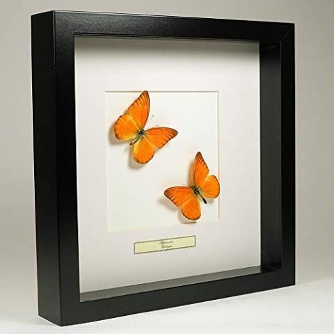 De Museumwinkel.com Appias Nero – Oranje Albatros-Schmetterling - Echter präparierter Schmetterling montiert unter Glas in handgefertigten schwarzen Holzrahmen