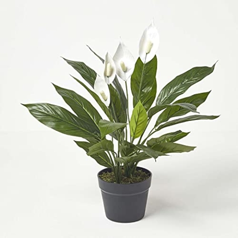 HOMESCAPES künstliche Friedenslilie im Topf, Kunstpflanze Spathiphyllum Wallisii mit weißen Blüten, Scheidenblatt, künstliche tropische Pflanze für den Indoor-Bereich, Einblatt, 60 cm hoch