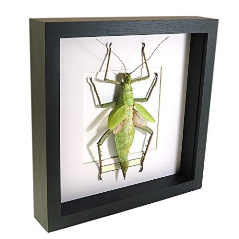 De Museumwinkel.com Heteropteryx dilatata – Malaysische Waldnymphe - Echter präparierter Insekt montiert unter Glas in handgefertigten eleganten schwarzen Holzrahmen