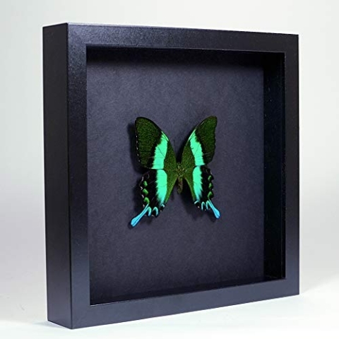 De Museumwinkel.com Papilio blumei – Der grüne Schwalbenschwanz - Echter präparierter Schmetterling montiert unter Glas in handgefertigten eleganten schwarzen Holzrahmen