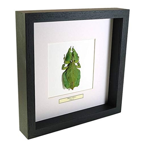 Phyllium celebicum – Wandelnden Blätter - Echter präparierter Insekt montiert unter Glas in handgefertigten eleganten schwarzen Holzrahmen