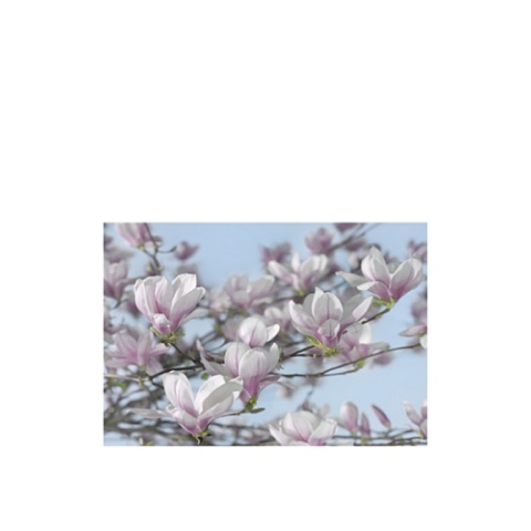 photo wallpaper "Magnolia", beautiful blossoms, wallmural 368x254cm, 8 panels