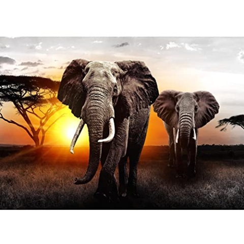 Runa Art Fototapete Afrika Elefant Sonnenuntergang Modern Vlies Wohnzimmer Schlafzimmer - Made in Germany - 308 x 220 cm Grau Orange 9236010a
