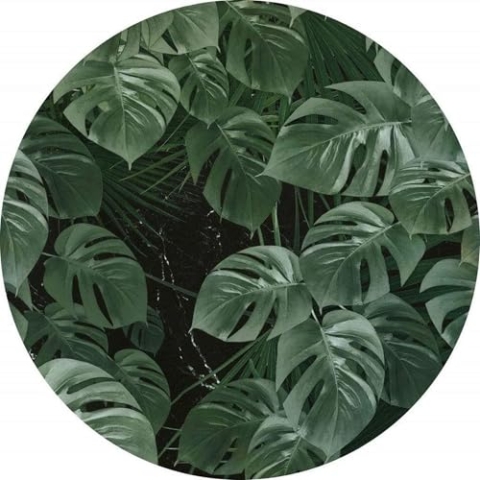 Komar DOT runde und selbstklebende Vlies Fototapete Novel Monstera - Ø Durchmesser 125 cm - 1 Stück - Tapete, Dekoration, Wandtapete, Wandbild, Wandbelag, Designtapete - D1-023