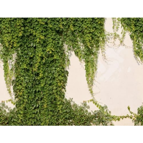Livingwalls Vliestapete - Tapete Efeu in Creme und Grün - Wandtapete für verschiedene Räume - Wandbild XXL 3,71 m x 2,80 m