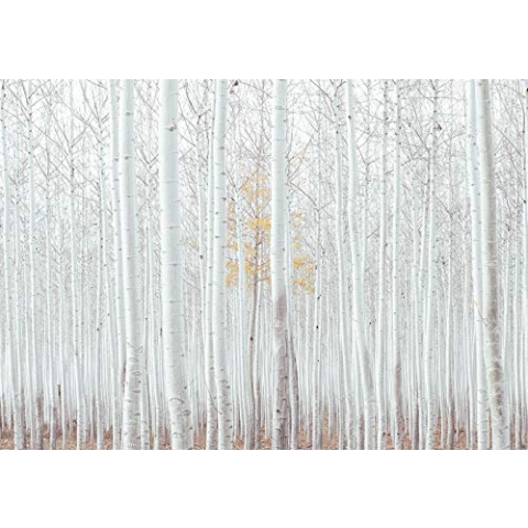Forwall Fototapete Birkenwald Birke Wald weiß Bäume Landschaft Modern Wohnzimmer Schlafzimmer Vlies Tapete Wandtapete UV-Beständig Montagefertig (12593, V4 (254x184 cm) 2 Bahnen)