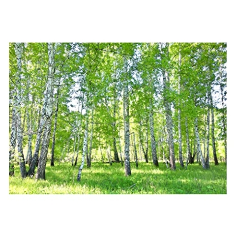 WallArena - Vlies Fototapete Wald Birkenwald Natur Birke Sonne Bäume 312x219 cm - Fototapeten - Tapeten - für Wohnzimmer Schlafzimmer - Vliestapete Wandtapete Tapete 3D Effekt- inkl. Kleister