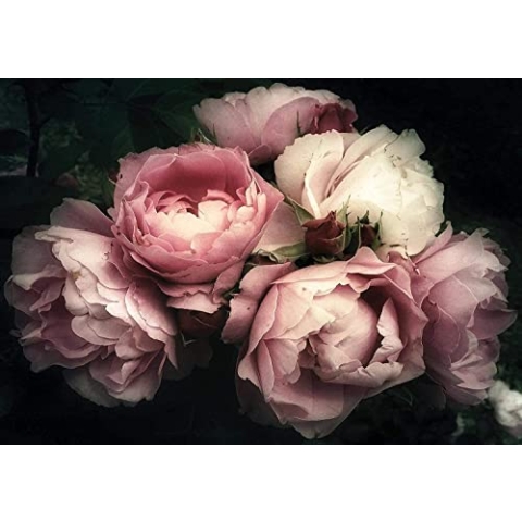 Forwall Fototapete Blumen Vintage Pfingstrose Rosen schwarz Moderne Wohnzimmer Schlafzimmer Vlies Tapete Wandtapete UV-Beständig Montagefertig (13298, V4 (254x184 cm) 2 Bahnen)