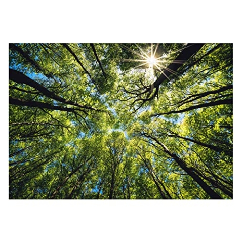 WallArena - Vlies Fototapete Baumkronen Bäume Wald Sonne Himmel Natur 416x254 cm - Fototapeten - Tapeten - für Wohnzimmer Schlafzimmer - Vliestapete Wandtapete Tapete 3D Effekt- inkl. Kleister