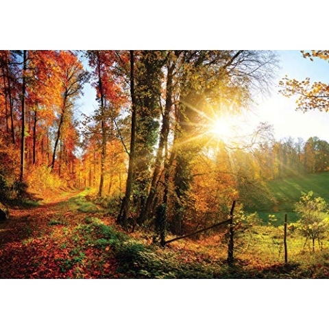 Forwall Fototapete Herbstwald Wiese Sonne Natur Bäume Landschaft Wohnzimmer Schlafzimmer Vlies Tapete Wandtapete UV-Beständig Montagefertig (12108, V8 (368x254 cm) 4 Bahnen)