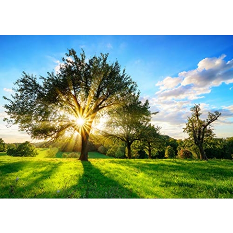 Forwall Fototapete Vlies Tapete Wanddeko Wald Natur - Baum Wiese Sonnenstrahlen Grün Moderne Wanddekoration Wandtapete 13015VEXXXL 416cm x 254cm Schlafzimmer Wohnzimmer
