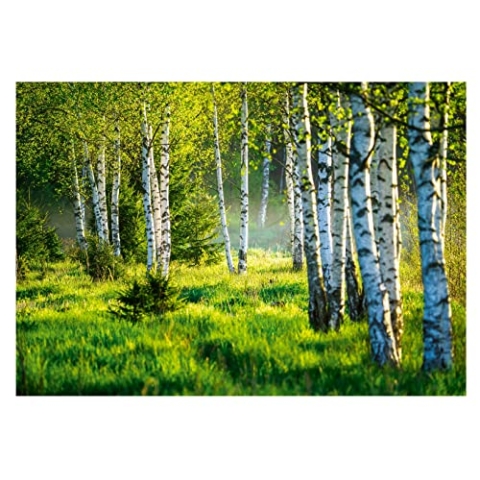 WallArena - Vlies Fototapete Birkenwald Wald Birken Sonne Natur 3D EFFEKT 254x184 cm - Fototapeten - Tapeten - für Wohnzimmer Schlafzimmer - Vliestapete Wandtapete Tapete 3D Effekt- inkl. Kleister