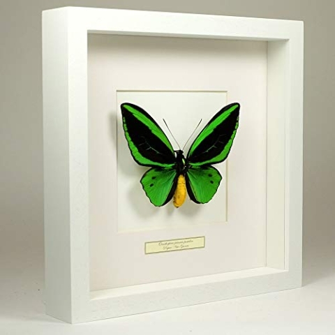 De Museumwinkel.com Ornithoptera priamus Poseidon – gemeiner grüner birdwingschmetterling - Echter präparierter Schmetterling montiert unter Glas in handgefertigten weißer Holzrahmen