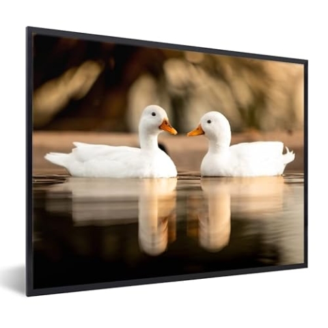 MuchoWow Poster Bilder Wanddeko Deko Wohnzimmer 80x60 cm Ente - Weiß - Tiere - Wasser - Vogel - Enten