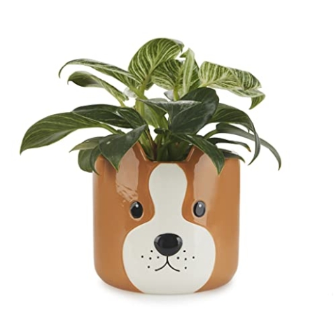 balvi Blumentopf Woof Farbe Braun Origineller Blumentopf in Form eines Hundes Keramik 13,5 x 13,5 x 1