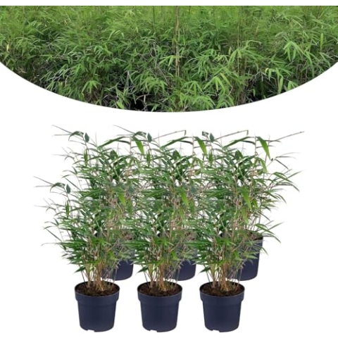 Happy Plants Bambus Pflanze Fargesia I Winterhart & nicht wuchernd, Bambuspflanze-Winterhart, Heckenpflanze Kübelpflanze Gartenpflanze, echter Bambus frisch aus dem Garten… (6 Stück)