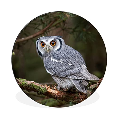 MuchoWow Wandbild Rund Wanddeko Deko Wohnzimmer Bilder 90x90 cm Eule - Vogel - Äste - Natur