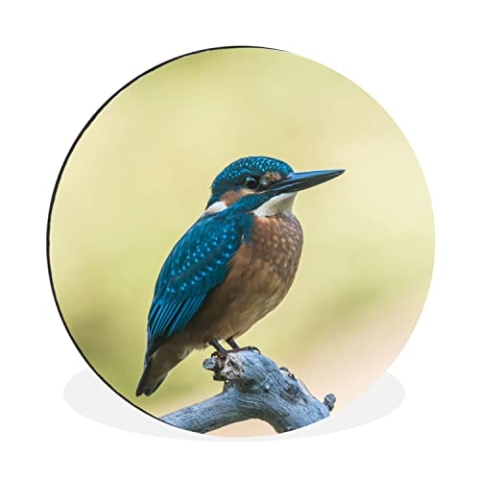 MuchoWow Wandbild Rund Wanddeko Deko Wohnzimmer Bilder 60x60 cm Eisvogel - Zweig - Vogel