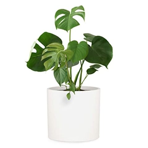Fox&Fern Übertopf XL - Blumentopf Gross inkl. Wasserabfluss - Blumentopf hoch 34cm - Übertöpfe für Zimmerpflanzen - Blumentopf 38cm Durchmesser - Pflanzentöpfe groß - Plant Pot - Blumentopf mattweiß