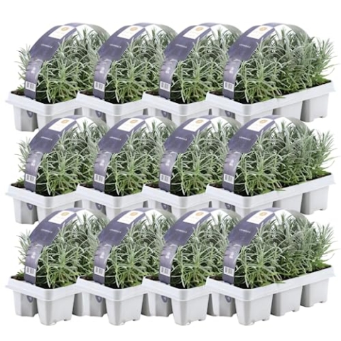 Blauer Duft-Lavendel 72 Lavendel Pflanze angustifolia - Lavendelpflanzen winterhart - echter lavendel - Gartenpflanzen - Lavendelstrauch - Lavendel Pflanze - duftlavendel - 72 x Ø7 cm - 15 cm