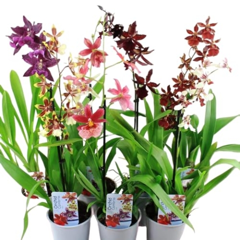 Echte Cambria Orchideen, 5 große Zimmerpflanzen 30-40 cm hoch, mit Blüten, 5 Sorten Mischung aus Holland, 3 Farben, leicht duftend (keine Samen und nicht künstliche Orchidee, ohne Dünger und mit Topf)