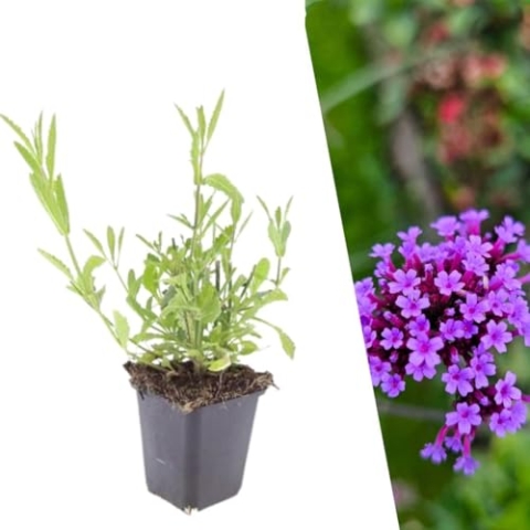 Plants by Frank | 24 Eisenkraut Pflanzen | Verbena bonariensis | Bodendecker winterhart mehrjährig | Pflanzen für Garten | Stauden winterhart mehrjährig | Gartenpflanzen