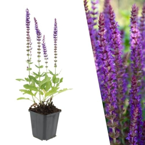 Plants by Frank | 12 Salbei Pflanzen | Salvia nemorosa 'Ostfriesland' | Bodendecker winterhart mehrjährig | Pflanzen für Garten | Stauden winterhart mehrjährig | Gartenpflanzen