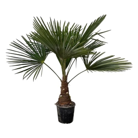 Trendyplants - Trachycarpus Fortuneii - Chinesische Fächerpalme - Höhe 90-110 cm - Winterhart - Gartenpflanze - Topfgröße Ø21cm