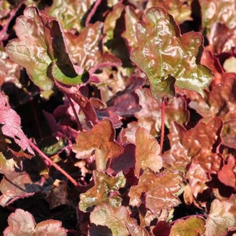 6 x Silberglöckchen 'Rachel' - Heuchera 'Rachel': Zartrosa Blüten und grünes Laub.