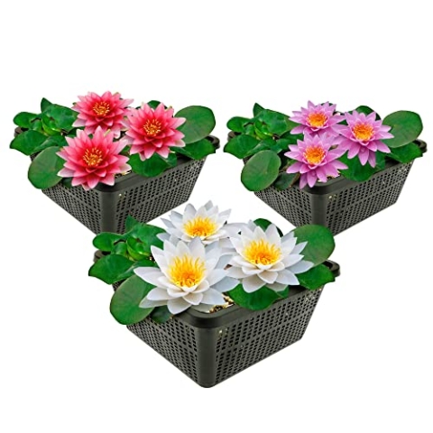 vdvelde.com - Grote Waterlelies - 3 Kleuren - • Combi set• 3 planten• Plaatsing: -10 tot -100 cm