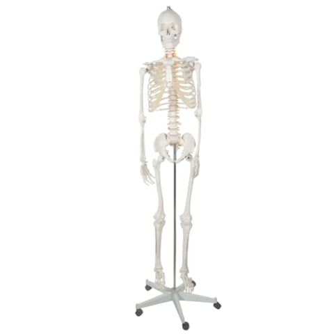 MT MALATEC Anatomisches Modell des Menschlichen Skeletts Skelettmodell Knochenskelett 22583