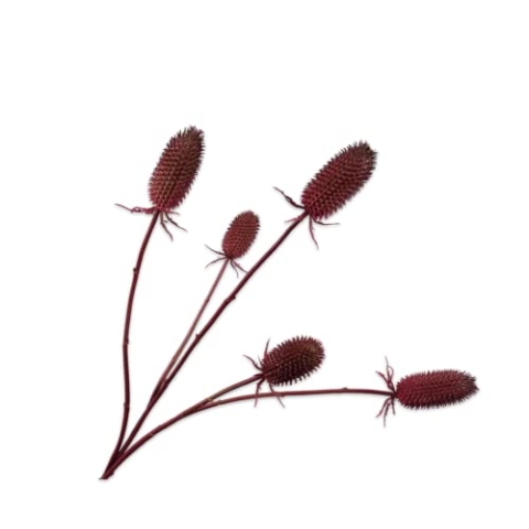 Silk-ka Kunstblume-Seidenblumen Distel Rot 102 cm