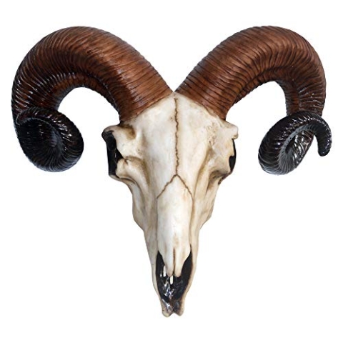 Nemesis Now Widder-Totenkopf-Wandschild, mittelgroß, 32,5 cm, Elfenbeinfarben, Kunstharz, Einheitsgröße