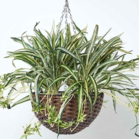 Homescapes hängende Kunstpflanze, künstliche Hängepflanze Chlorophytum Comosum im Korb zum Aufhängen, künstliche Pflanze Grünlilie im Hängekorb für Innen-Dekoration, Blumenampel, 60 cm