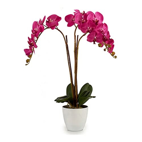 Ibergarden S3603053 Blumentopf, Fuchsia