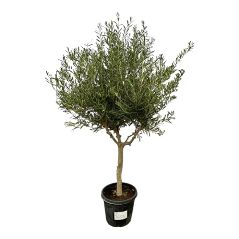 Trendyplants - Olea Cultivo - Olivenbaum - Höhe 200-220 cm - Stammumfang 20-30 cm - Winterhart - Topfgröße Ø45cm