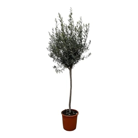 Trendyplants - Olivenbaum am Stamm - Winterhart - Gartenpflanze - Höhe 150-170 cm - Topfgröße Ø24cm - Olea Europaea am Stamm