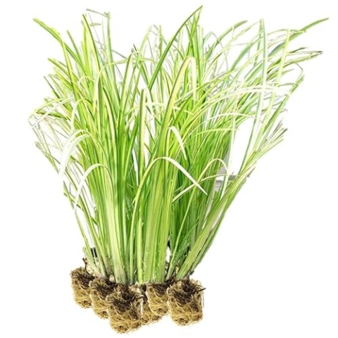 vdvelde.com - Bonte Kalmoes - 15 stuks - Losse Pluggen - Acorus Calamus Variegatus - • 15 waterplanten voor 1 m² • Volgroeide hoogte: 80 cm • Plaatsing: -1 tot -20 cm