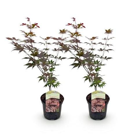 GreenboutiQ - Balkonpflanze - Japanischer Ahorn - Acer palmatum Atropurpureum - Lila - 2 Pflanzen - Laubabwerfend - Topf 19cm Höhe 70cm