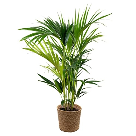 Bloomique - Howea Forsteriana - Kentia Palme - Zimmerpflanzen - Pflegeleicht - Haustierfreundlich - Höhe 90-100 cm - Mit Seegras Korb 19 cm