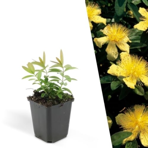 Plants by Frank | 24 Johanniskraut Pflanzen | Hypericum calycinum | Bodendecker winterhart mehrjährig | Pflanzen für Garten | Stauden winterhart mehrjährig | Gartenpflanzen