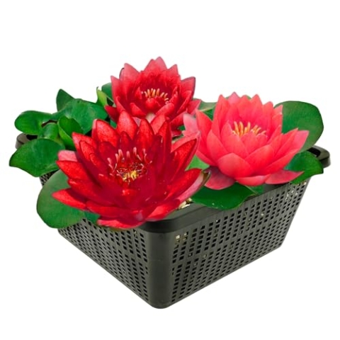 vdvelde.com - Winterharde Rode Waterlelie - Nymphaea Petroula - • Grote waterlelie• Volgroeide hoogte: 10 cm• Plaatsing: -10 tot -100 cm