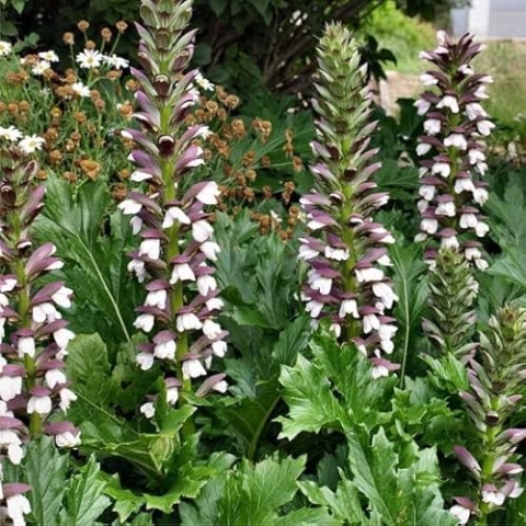 6x Weiche Bärenklaue - Acanthus mollis - Topf 9x9cm