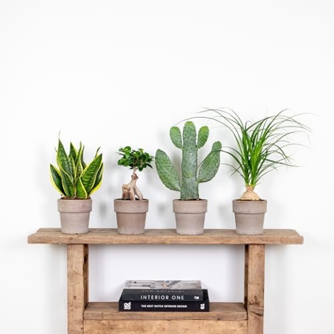 4x Tropische Zimmerpflanzenmischung – Opuntia-Ficus-Sansevieria-Beaucarnea – ⌀12 cm - 25-45 cm