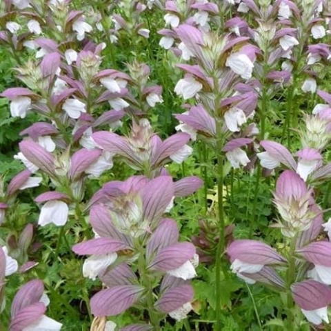 6x Balkan Bärenklaue - Acanthus hungaricus - Topf 9x9cm