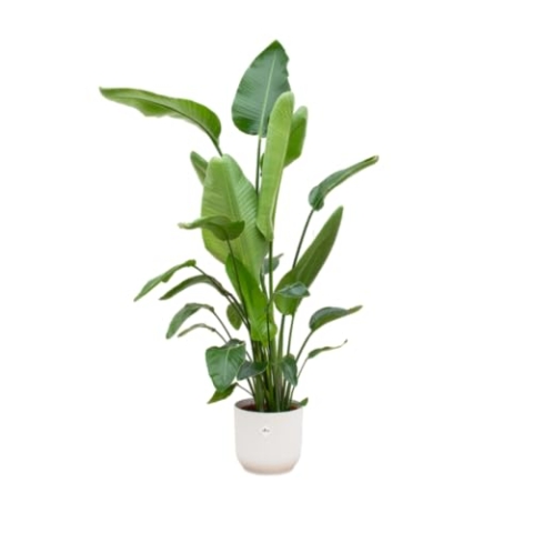 Trendyplants - Strelitzia Nicolai inklusive elho Vibes Fold Rund weiß - 170 cm - Ø30cm