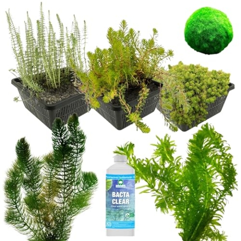 vdvelde.com - Teichpumpe Alternative: Sauerstoffpflanzen Teichpaket - M - 500-1.250 L - 24 Pflanzen für 500-1.250 L- Verhindert und bekämpft alle Arten von Algen im Teich- Platzierung: -1 bis