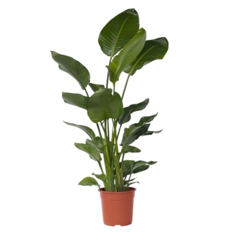 Plant in a Box - Strelitzia Nicolai XXL - Große lebende grüne Interieurpflanze - Paradiesvogelpflanze - Topf 28cm - Höhe 150-170cm