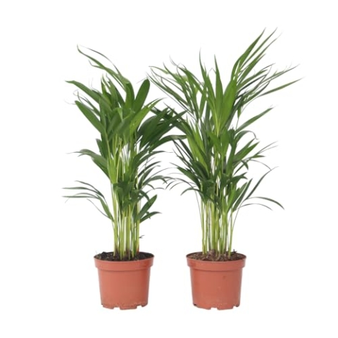 Plant in a Box - Dypsis Lutescens - Areca Goldfruchtpalme - 4er Set - Zimmerpflanzen - Goldfruchtpalmen - Luftreinigende palmen - Topf 17cm - Höhe 60-70cm
